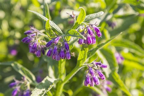 How to Grow and Care for the Herb Comfrey