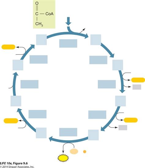 The citric acid cycle Diagram | Quizlet