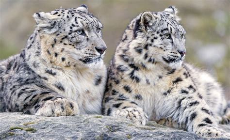 Tracking Snow Leopards In Himalayas: Chitta Dorjey’s Journey | Youth Ki ...