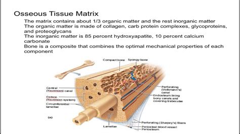 Osseous Tissue Matrix - YouTube