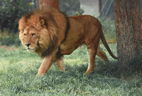 Learning About Lions: How Much Does A Lion Weigh? | Kidadl