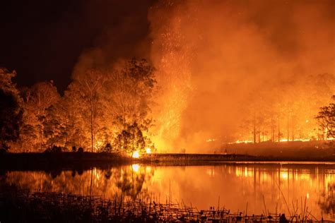 How You Can Support The Australian Bushfire Emergency & Relief Effort ...