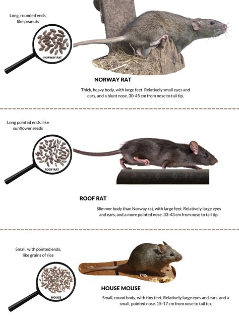 The difference between mice and rats | AnimalKind