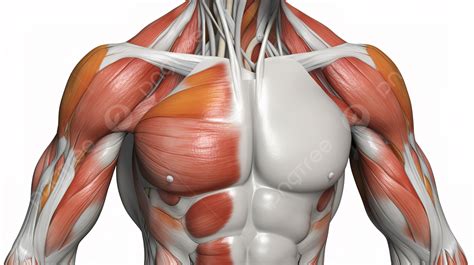 Chest Muscles Background, Male Anatomy, Picture Of Pectoral Muscle ...