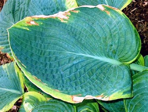 Desiccation Damage to Hostas - Hosta Pests from The Hosta Helper ...