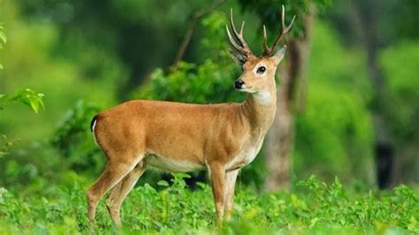 National Animal of French Guiana | einfon