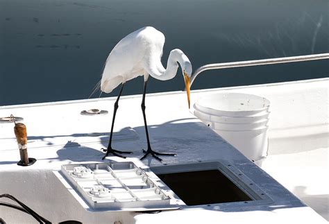 Fishing Buddy Photograph by Rick Furnas - Fine Art America