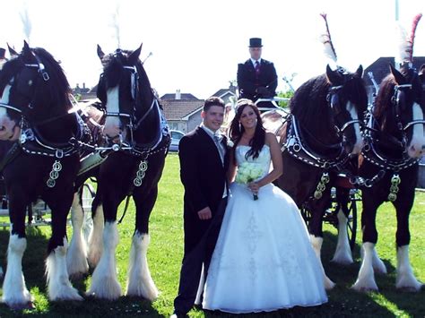 Wedding Horse & Carriage Brisbane, Gold Coast, Sunshine Coast