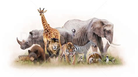 Group of Zoo Animals – fototapet af høj kvalitet og fri fragt – Photowall