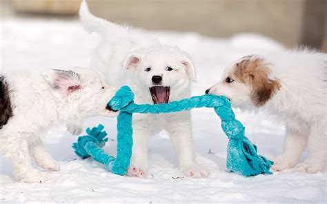 🔥 [30+] Cute Puppies Winter Wallpapers | WallpaperSafari