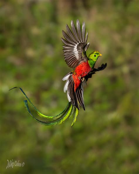 Resplendent Quetzal Flight (1 of 1) | My latest trip to Cost… | Flickr