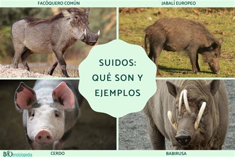 Suidos: qué son y ejemplos - Resumen