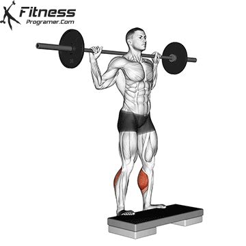 Standing Barbell Calf Raise » Workout Planner