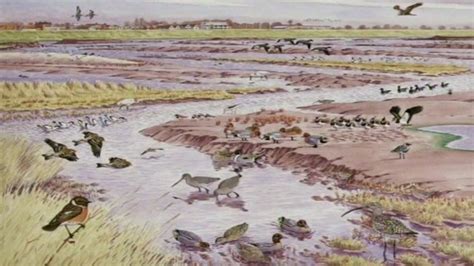 New Wallasea Island nature reserve work under way - BBC News