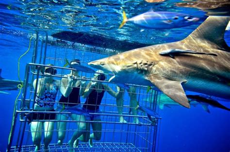 SHARK CAGE DIVING | Travel for change