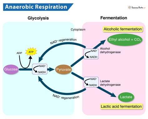 Anaerobic Respiration: Definition, Equation, Steps, & Examples