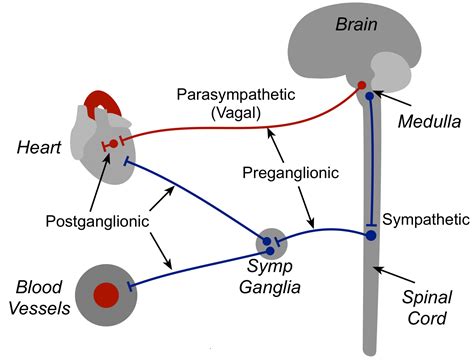 CV Physiology | Autonomic Innervation of the Heart and Vasculature