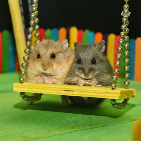 Two Tiny Hamsters Spend the Day Playing Together at a Tiny Memorial ...