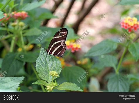 Zebra Butterfly Image & Photo (Free Trial) | Bigstock