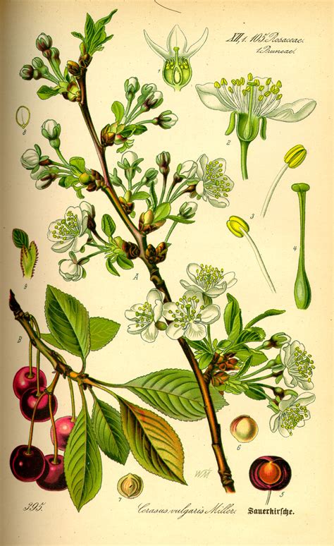 File:Illustration Prunus cerasus0.jpg - Wikimedia Commons