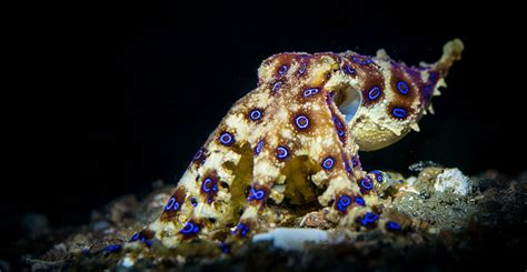 Magier Ingenieurwesen Unterhaltung blue ringed octopus range Trivial ...