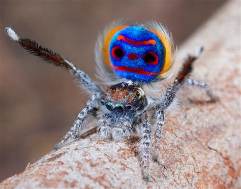 Incredible Photos of Peacock Spiders | Live Science