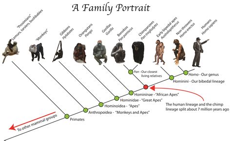 human evolution tree - Buscar con Google | cole | Pinterest | Trees ...