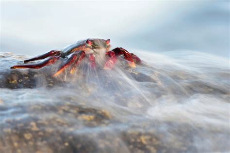 World Nature Photography Awards 2022 Winners