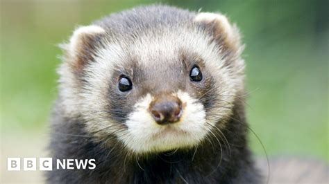 Conservationists: Polecats 'spreading across Britain' - BBC News