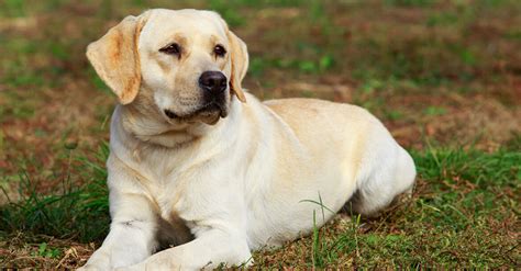 Labrador Retriever: Australia's Favourite Breed (Guide)