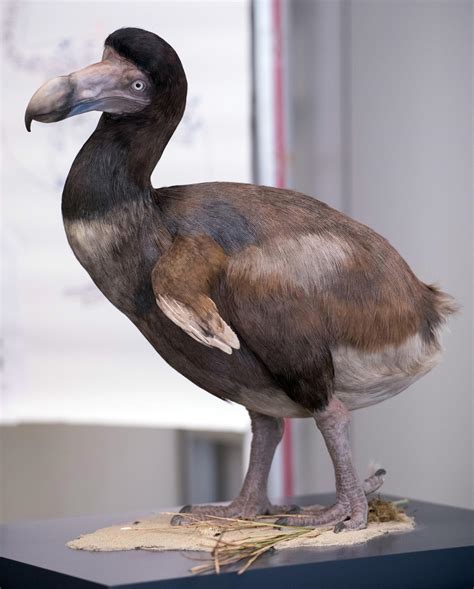 Dodo DNA discovery could lead to revival of extinct bird