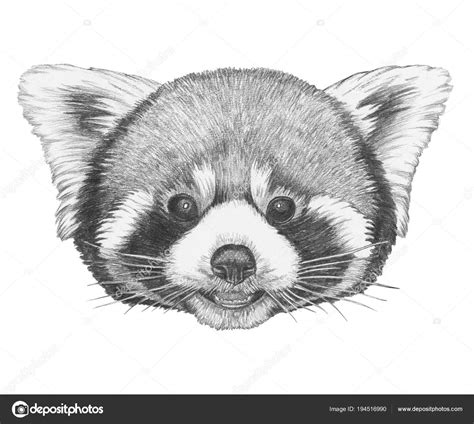 Lovely Red Panda Sketch Portrait Isolated White Stock Photo by ...