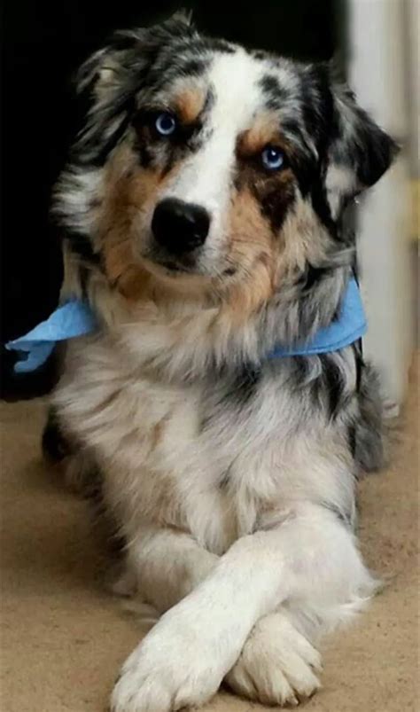 77+ Border Collie Australian Shepherd Mix Short Hair Image - Codepromos