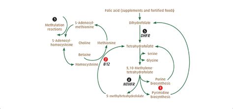 Quatrefolic®: mechanism of action • QUATREFOLIC