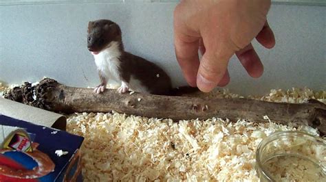 Ozzy the Baby Weasel | Cute animals, Adorable, Weasel