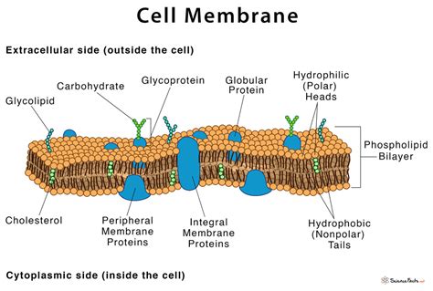 Cell Membrane: Definition, Structure, & Functions with Diagram