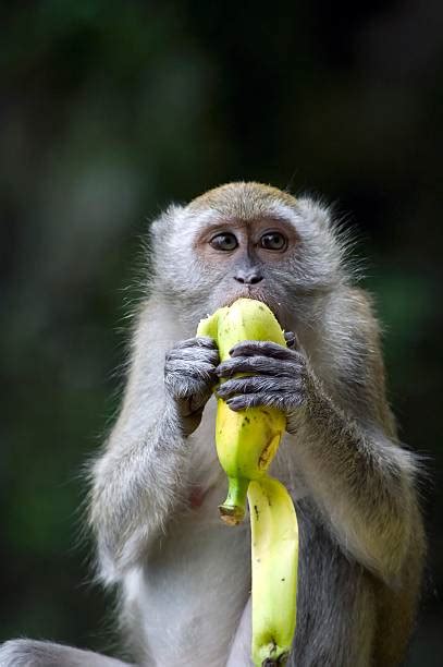 Royalty Free Banana Eating Monkey Pictures, Images and Stock Photos ...