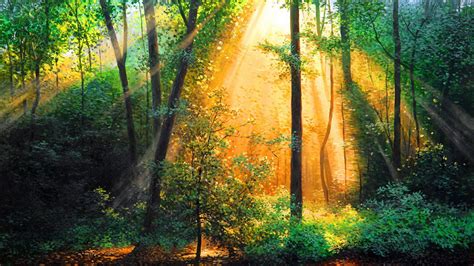 Green Trees Forest In Sunlight Sunrise Background Glow Morning HD ...