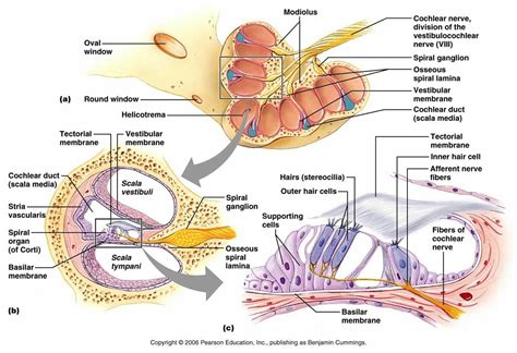 Spiral Organ Of Corti