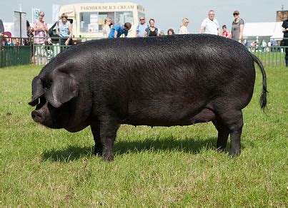 Large Black Pigs | finnington