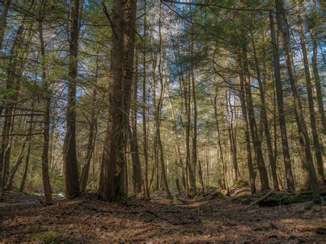 Fresh Air | Heavily wooded forest area near Boulder field Pe… | Flickr