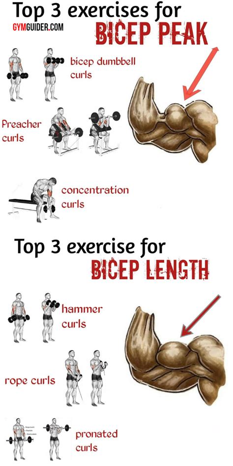 5 Biceps Tips That Build Size No Matter Your Level Of Experience ...