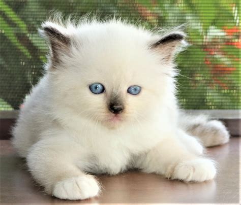 Ragdoll Cats For Sale | Orlando, FL #243600 | Petzlover