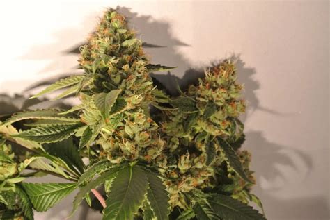 Skywalker strain marijuana review - GetBudsLegalize.com