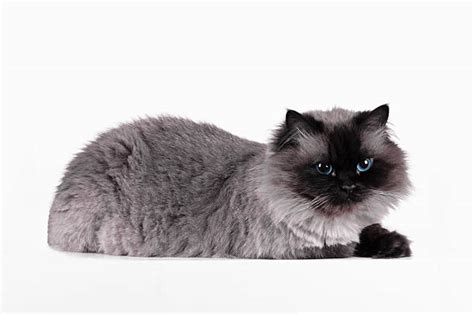 Persian Cat Haircuts Stock Photos, Pictures & Royalty-Free Images - iStock