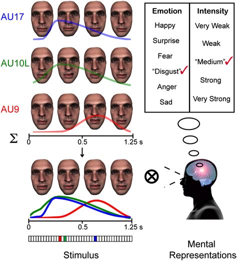 Facial expressions of emotion are not culturally universal | PNAS