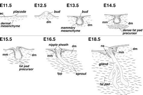 Figure 1 from Mouse embryonic mammogenesis as a model for the molecular ...