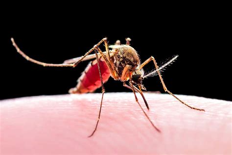 Mosquitoes carry more malaria parasites depending on when they bite ...