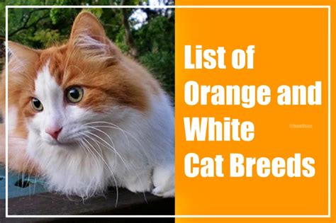 Orange and White Cat: 25 Best Breeds for Feline Lovers (2023)