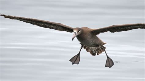 Vuela 1er albatros de patas negras en Reserva de la Biósfera Isla ...